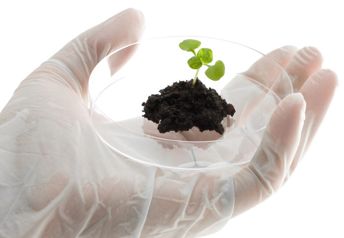 Gloved hand holding a petri dish with a small plant in it