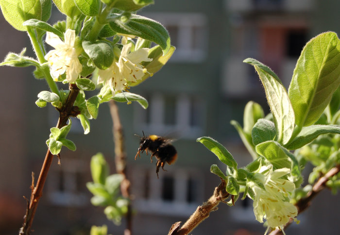 A bee hovering between flowers in front of a tower block