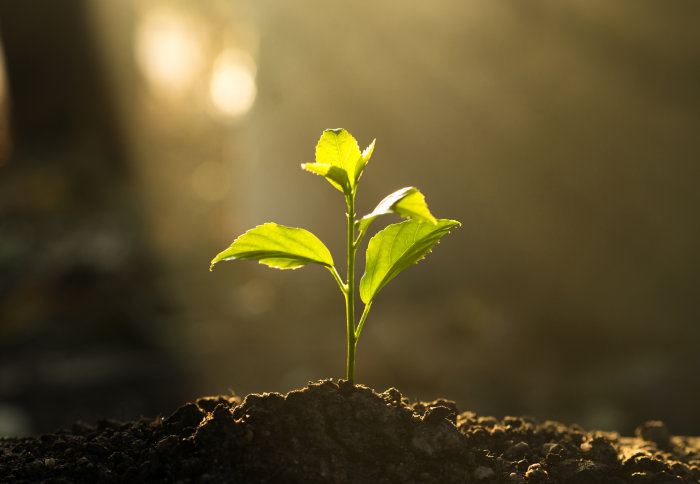 A small plant in soil backlit by the sun