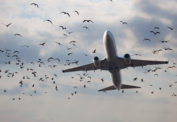 Birds flocking around an aeroplane