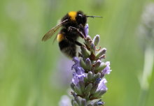 The more pesticides bees eat, the more they like them