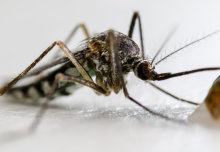 Mosquitoes that can carry malaria eliminated in lab experiments