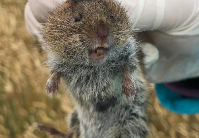 A giant vole