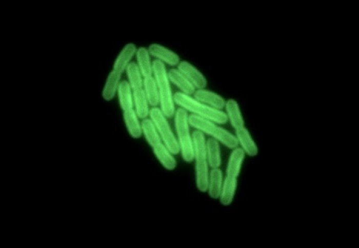 Green bacteria