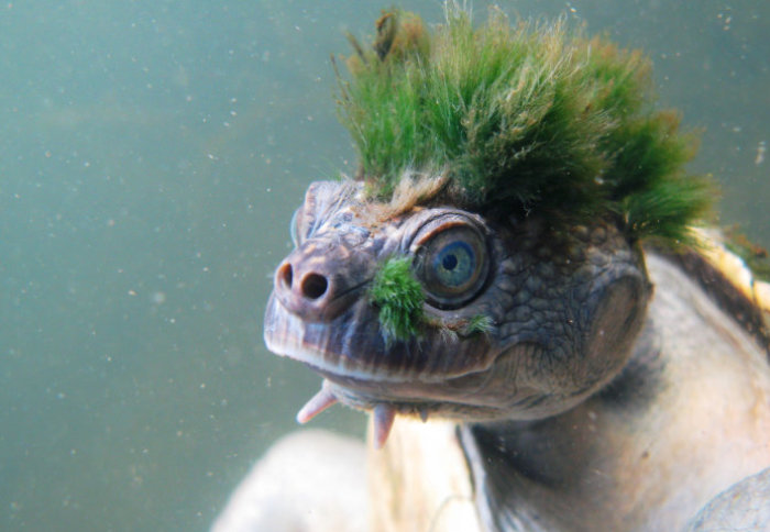 Mary river turtle