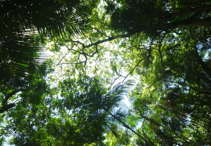 Looking up into a dense green canopy of trees