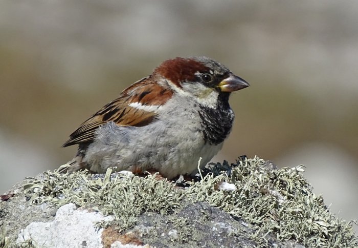 A sparrow with a large black patch on its chest