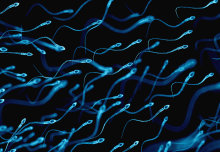 Recurrent miscarriage linked to faulty sperm 
