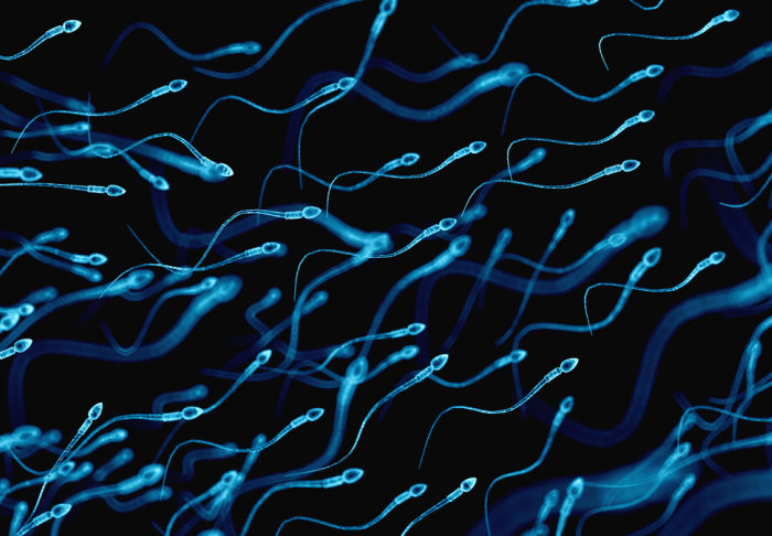 Illustration of sperm cells