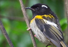 ‘Eavesdropping’ technology used to protect one of New Zealand’s rarest birds