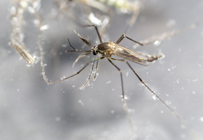 A mosquito up close