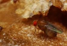 Lack of sleep is not necessarily fatal for flies