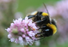 Pesticides found to affect bees’ genes