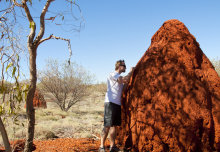 X-rays reveal secrets of termites’ self-cooling, self-draining skyscrapers