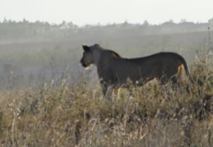 Sighting of a lion during ESE fieldwork in Ethiopia