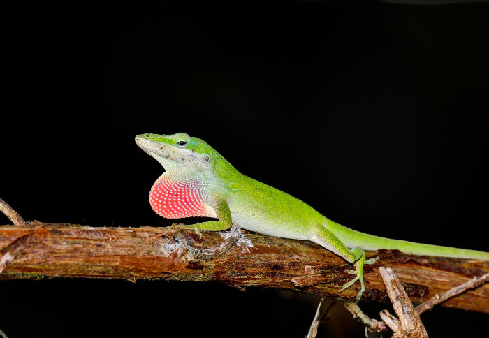 Anole lizard