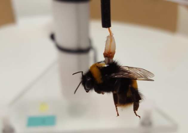 A bee on a flight mill