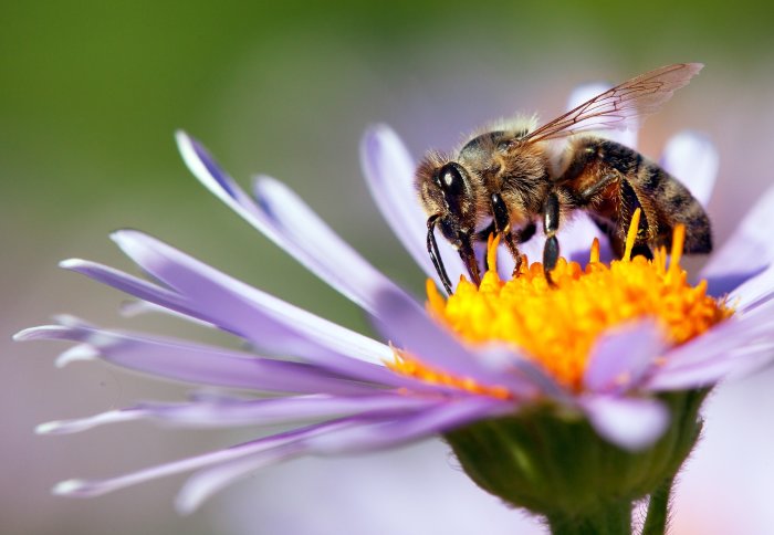 A honey bee settles on a flower