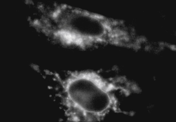 Black and white image of cells