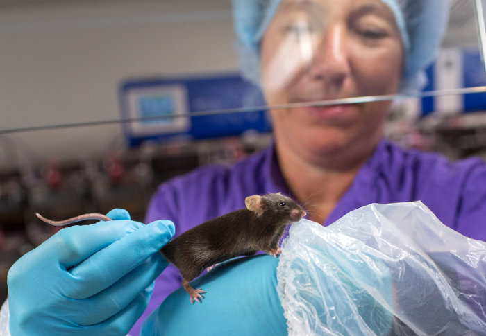 A mouse being handled carefully by a technician in a lab