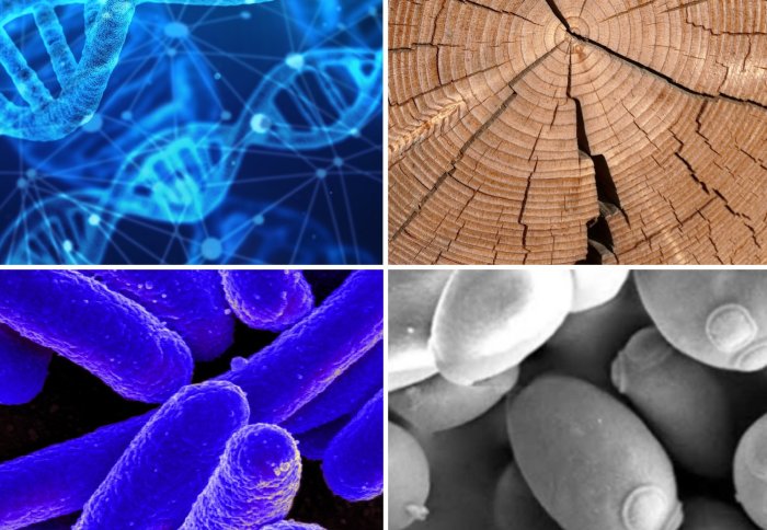 Clockwise from top left: DNA concept image; cross section of a log; close up of yeast cells; close up of E coli bacteria