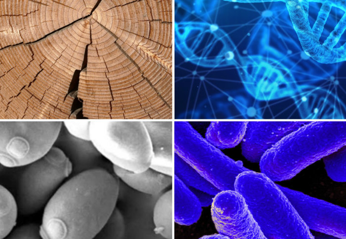 Clockwise from top left: DNA concept image; cross section of a log; close up of yeast cells; close up of E coli bacteria