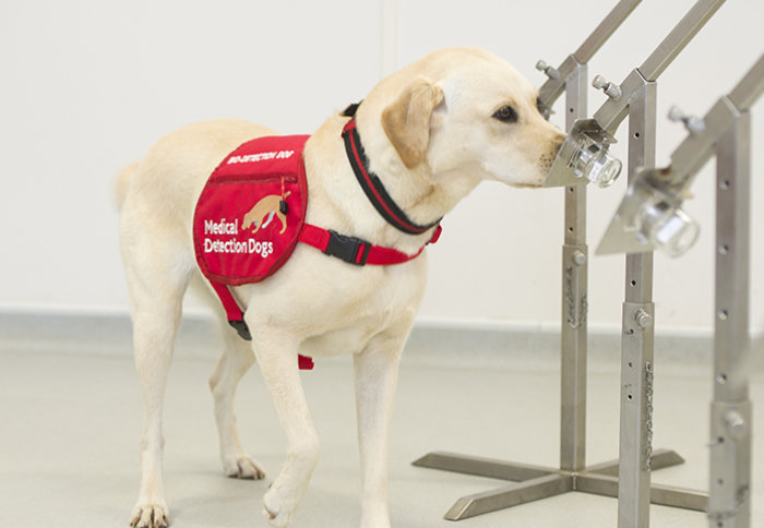 A medical detection dog sniffing out samples for harmful bacteria