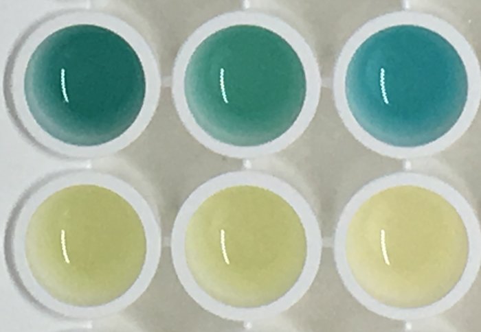 Photo showing blue coloured urine and normal coloured urine from the study mice