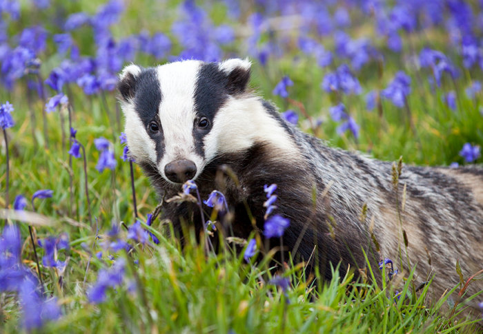 Badger in a field