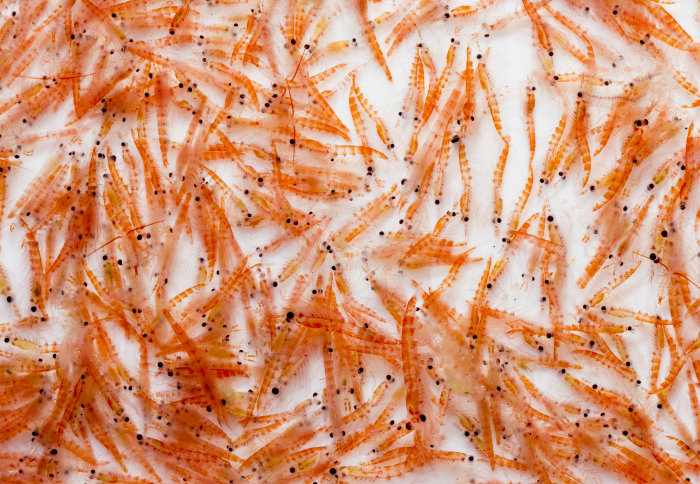 Hundreds of Antarctic krill in a tray
