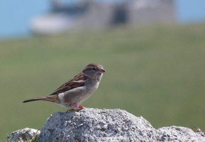 A sparrow sitting on a rock