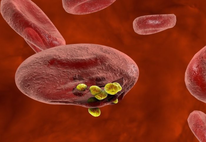 Malaria parasites emerging from a red blood cell