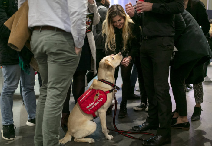Medical detection dog Jodie looks up at members of the public