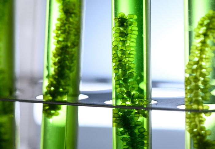 Algae biofuel tube in biotech laboratory