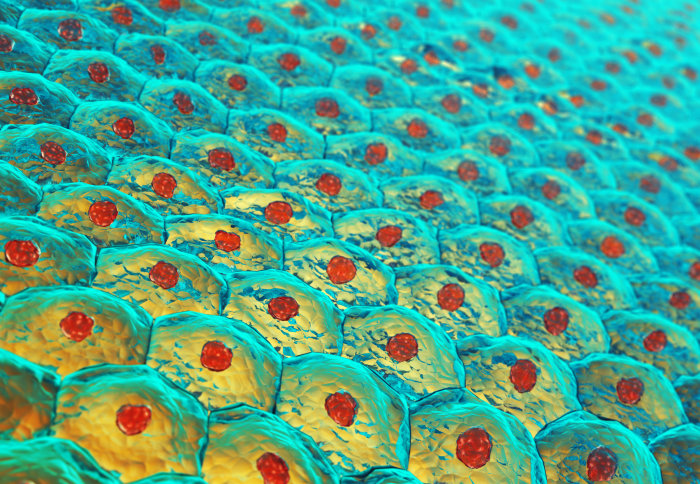 Illustration of human skin cells