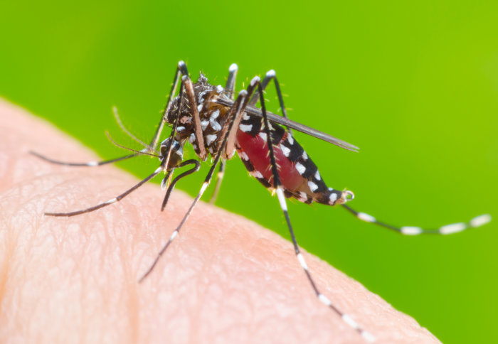 Aedes aegypti mosquito