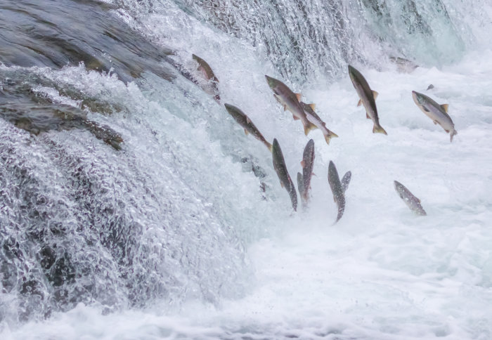 Salmon jumping in river