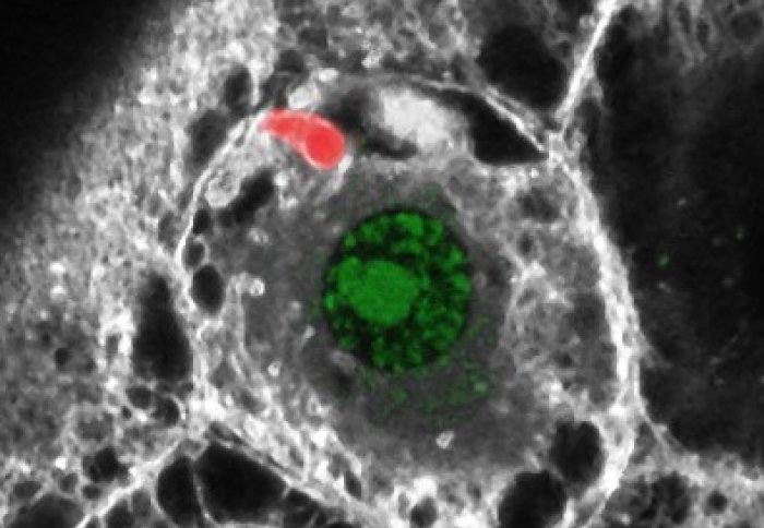 Red blob on the fringes of a cell with a green centre