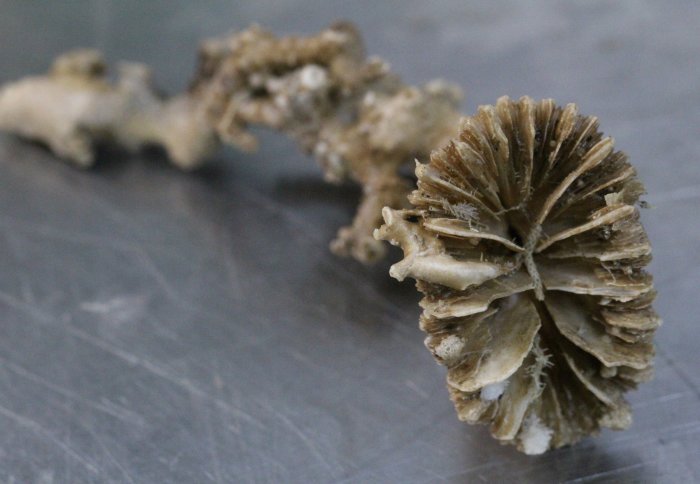 Photo of a coral skeleton. It has sharp edges and is a beige colour.