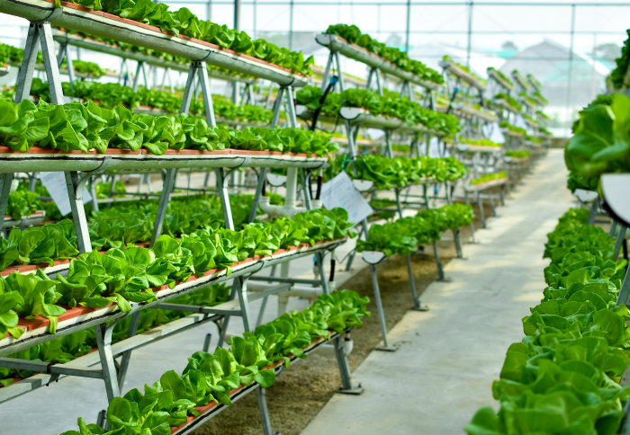 A large greenhouse stacked with hydroponic plants