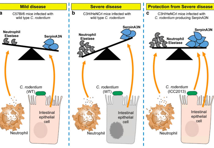 Model of colitis disease severity