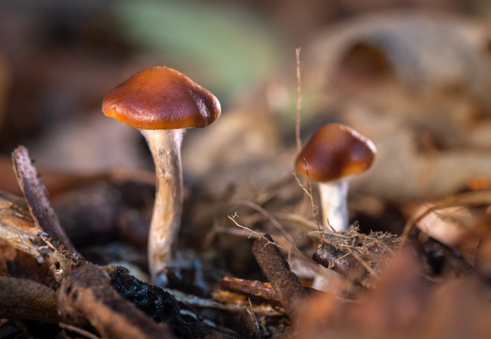 Psychedelic "magic mushrooms" (Psilocybe cyanescens) growing wild in a park in West London
