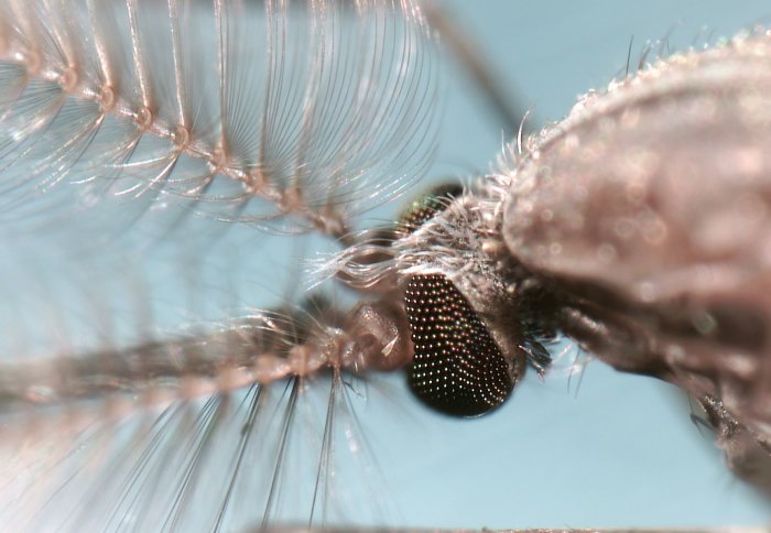 Close-up of a mosquito face