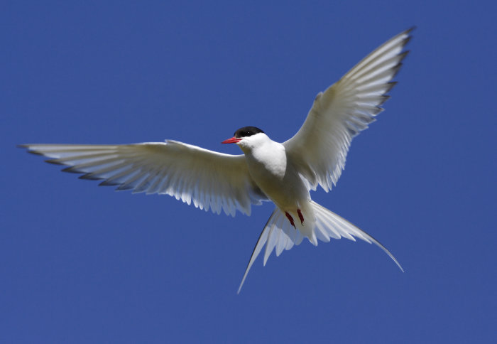 An Arctic tern flying against a blue sky