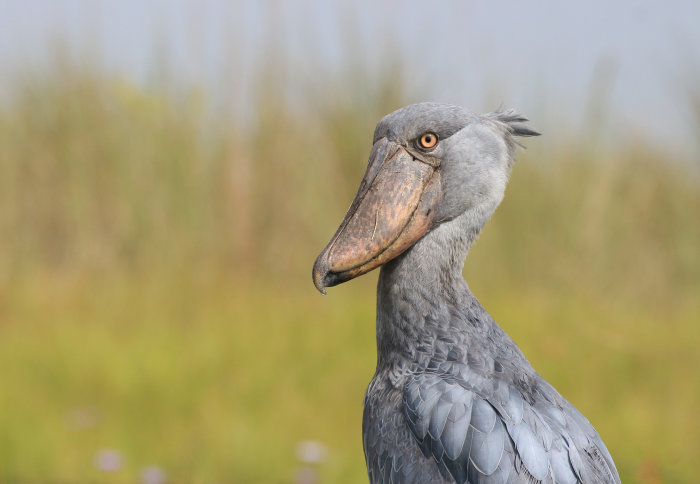 A large grey bird with a large, broad beak