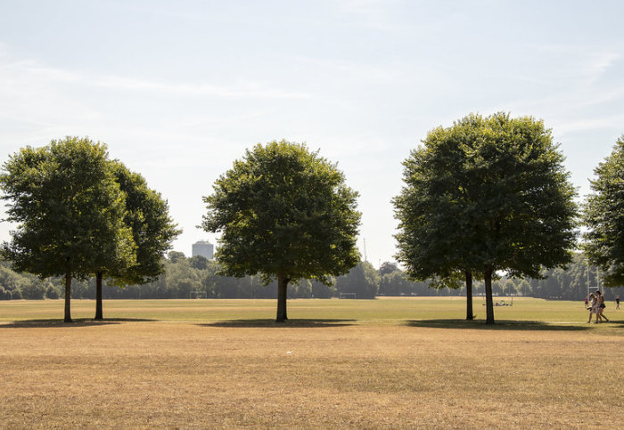 Photo of scene with dried grass and three green trees in a park, two people walking