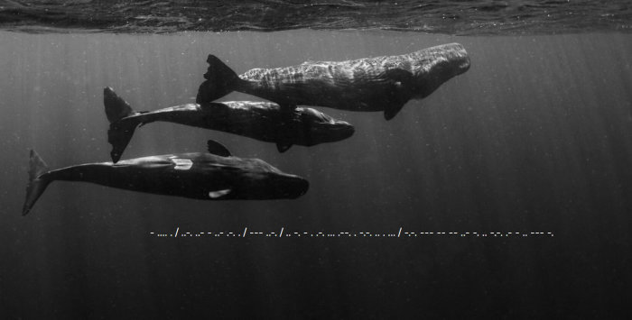 Sperm whales swimming in sea
