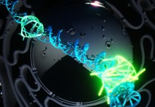 Formation of quadruple helix DNA tracked in live human cells for the first time