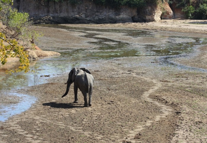 Elephant in a drying river bed
