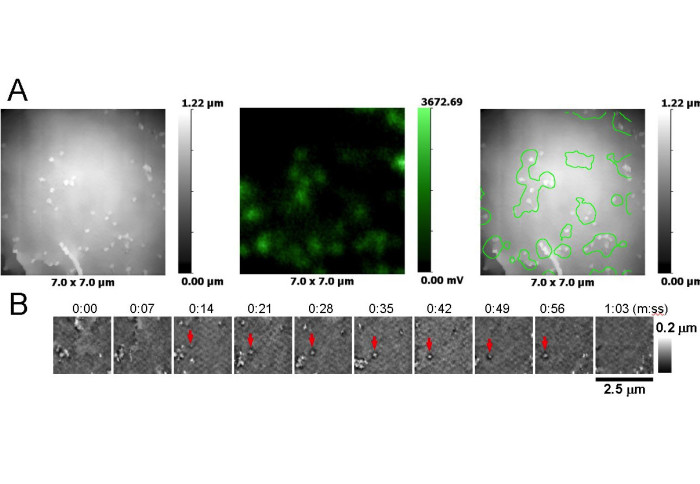 HIV VLP formation in Jurkat cells transfected with 1:1 Gag-GFP and SynGP